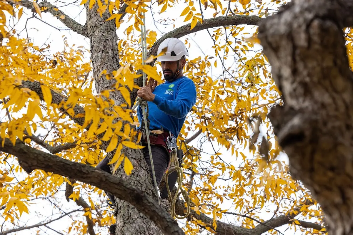 Skilled Tree Transplanting crew working in Keldron